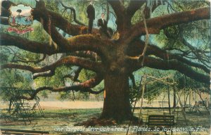 Jacksonville Florida Largest Live Oak Tree Litho Postcard Used