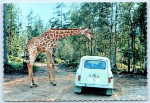 KOLMÅRDEN, SWEDEN ~ Giraffe SAFARI PARK Zoo Car 4x6 Postcard