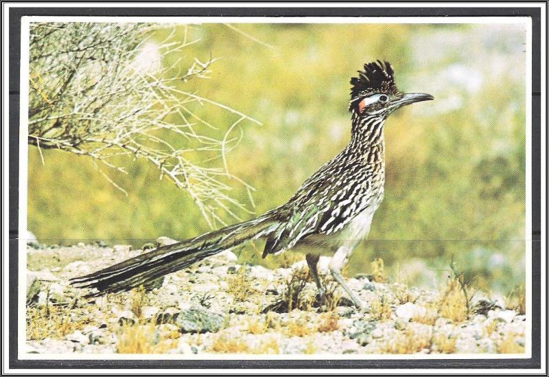 New Mexico The Road Runner Clown of The Desert