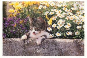 Cat Bernd Schellhammer photo postcard