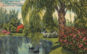 Vintage Postcard 1957 Black Swans Tropical Lake Jungle Garden Sarasota Florida