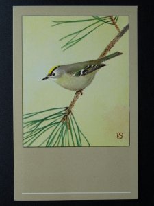 Bird Theme GOLDEN CRESTED WREN c1950s Postcard by P. Sluis Series 10 No.116