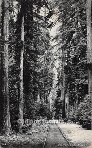 California Redwoods Forest California, USA Logging, Timber 1923 