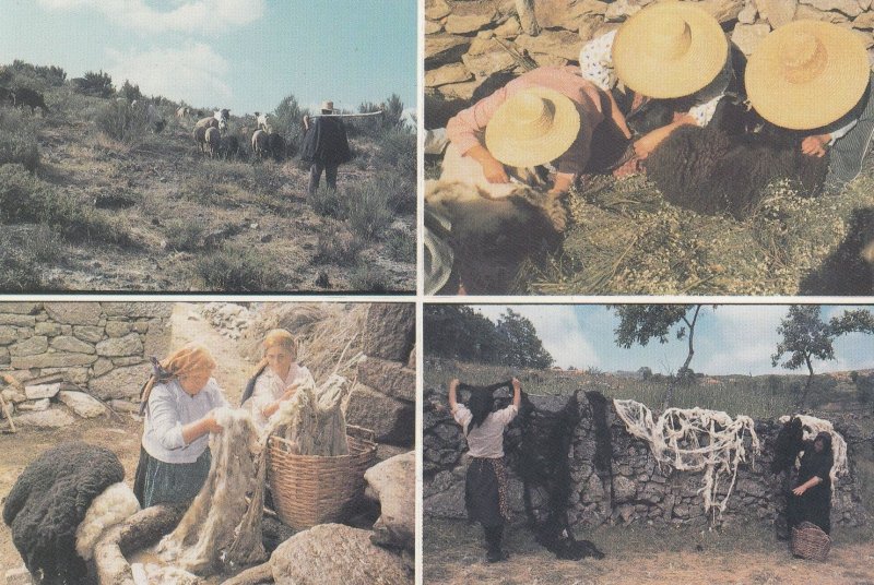 Portugal Women Shearing Pouring Hot Water On The Wool Postcard