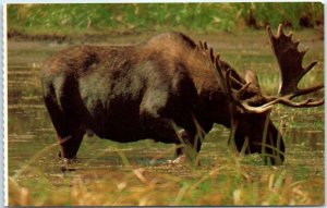 Postcard - Bull Moose, Yellowstone National Park - Wyoming