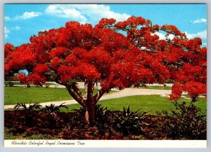 Flame Tree, Royal Poinciana, Florida, Chrome Postcard