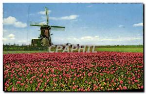 Modern Postcard Holland In Bloementooi