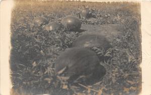 F27/ Hale Center Texas RPPC Postcard 1911 Watermelon Farming Field