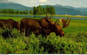 Bull Moose and Calf Grand Teton National Park Wyoming