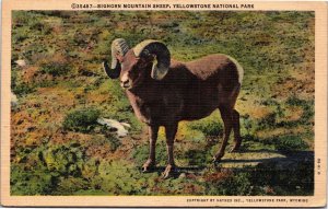 Postcard Big Horn Mountain Sheep in Yellowstone