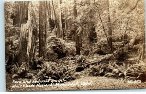 Fern and Redwood Growth Muir Woods National Monument CA Zan Real Photo Postcard