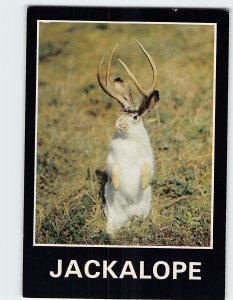 Postcard Jackalope, the West