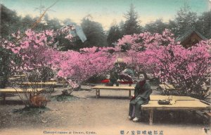 Beautiful Early c.1908, Japan, Cherry-blossom at Omuro, Kyoto, Old Post Card