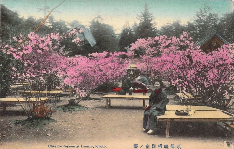 Beautiful Early c.1908, Japan, Cherry-blossom at Omuro, Kyoto, Old Post Card