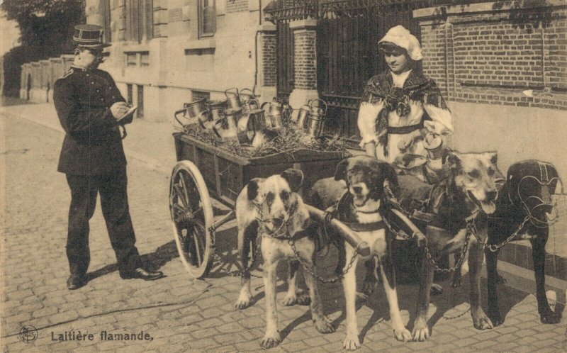 Belgium Laitière flamande Dog cart 03.74