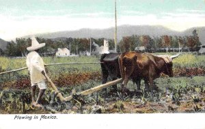 Ox Plow Team Plowing Mexico 1905c postcard