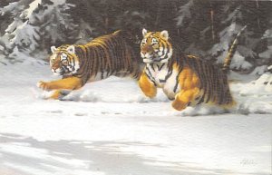 Tigers In Snow Tiger Unused 