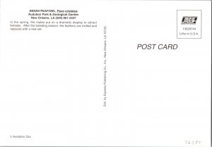 Peacock Zoo New Orleans, LA Continental Postcard CA18