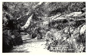 RPPC Postcard Fern Dell Griffith Park Los Angeles California