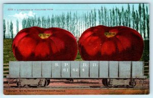 3 Exaggeration Postcards CARLOAD of CORN, CABBAGE & TOMATOES 1910 Mitchell