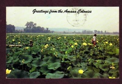 IA Greetings From Amana Colonies Lily Lk IOWA POSTCARD