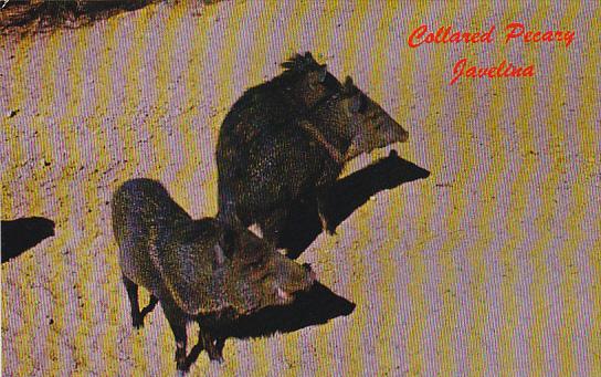 Pigs Collared Peccary or Javelina