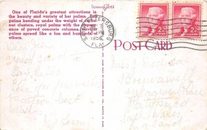 Lot139 a florida cocoanut palm loaded with fruit usa