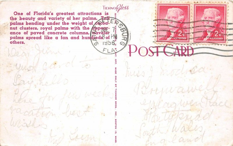 Lot139 a florida cocoanut palm loaded with fruit usa