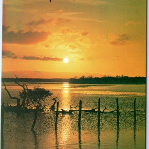 c1970s Chichiriviche, Venezuela Puesta de Sol Sunset Mangroves Chrome 4x6 PC M20