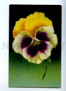 157640 Huge PANSY Portrait KLEIN vintage colorful PC