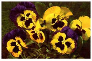 Flowers  Viola Tricolor  Pansy