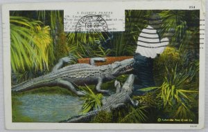 1933 Man Praying While Getting Bitten From Behind in Swamps - Vintage Postcard