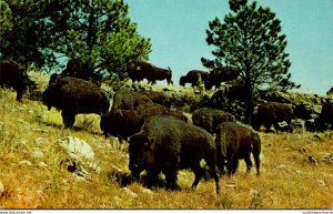 South Dakota Black Hills Custer State Park Buffalo Herd