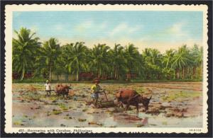 Philippines Carabao and Farmers Harrowing Farming Linen Postcard 1940s