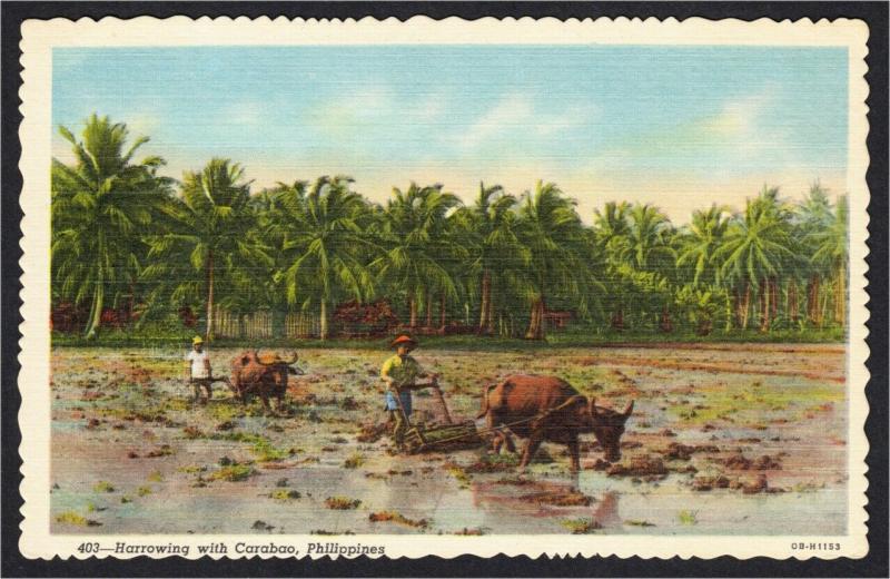 Philippines Carabao and Farmers Harrowing Farming Linen Postcard 1940s