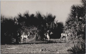 South Africa Animal Series Impala Southern Rhodesia Vintage RPPC C161