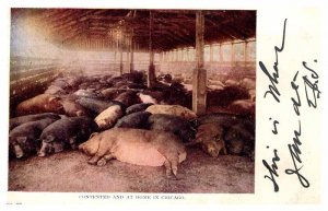 Postcard FARM SCENE Chicago Illinois IL AP7741