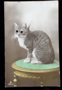 Postcard Cat on Table Bead Beady Google eye Novelty France c1910