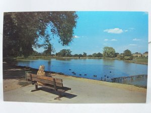 Lady Watching Ducks at Lake Meadows Billericay Essex New Vintage Postcard 1970s