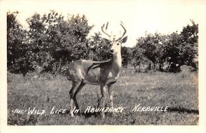 Wild Life Real Photo - Kerrville, Texas TX  