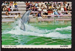 FL Sea World Amusement Park Dolphins Show Orlando Florida Postcard