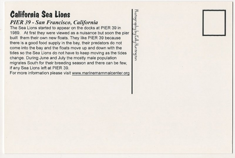 Sea Lion - California Sea Lions Pier 39 - San Francisco, California