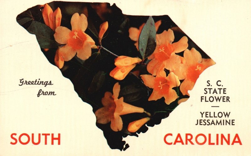 Vintage Postcard 1973 Greetings From South Carolina State Flower Yellow Jasmine