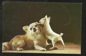 Chihuahaus Post Card PC1056