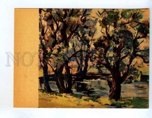 256555 USSR LATVIA Veldre Old willows old postcard