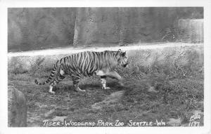 Ellis 1950 Tiger Woodland Park Zoo Seattle Washington Ellis RPPC real photo 6074