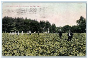 1908 Typical Sugar Beet Field Field Waverly Iowa Vintage Antique Posted Postcard
