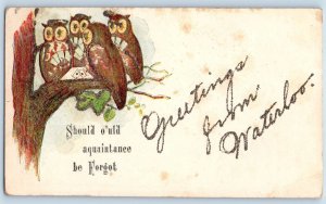 Waterloo Iowa Postcard Greetings Embossed Should O'uld Acquaintance c1910's Owls