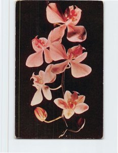 Postcard Delicate and fragrant Butterfly, orchids from the Philippines