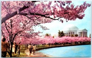 M-80254 Cherry Blossom Time & Thomas Jefferson Memorial Washington D C